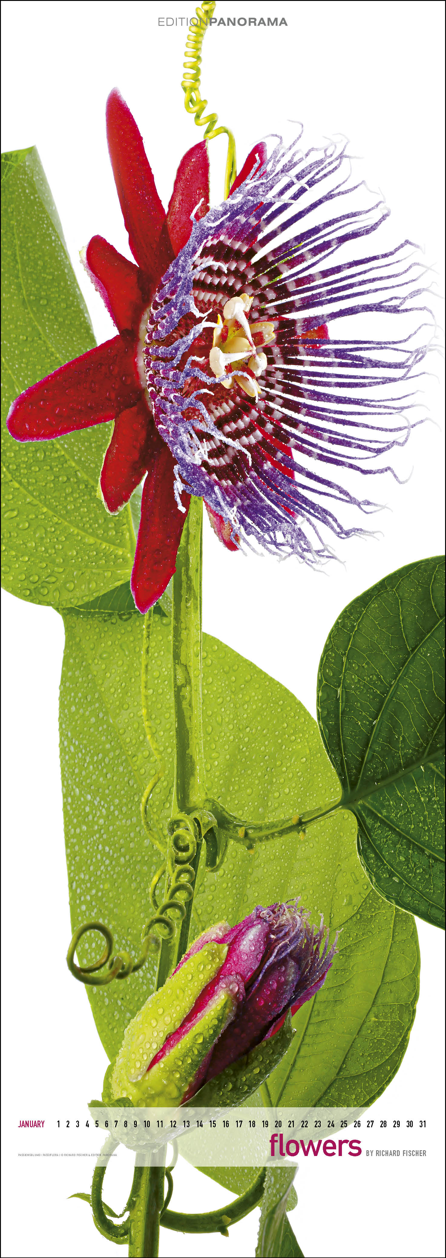 Flowers_Kalender_Richarf_Fischer_2.jpg Fischer Kalendar