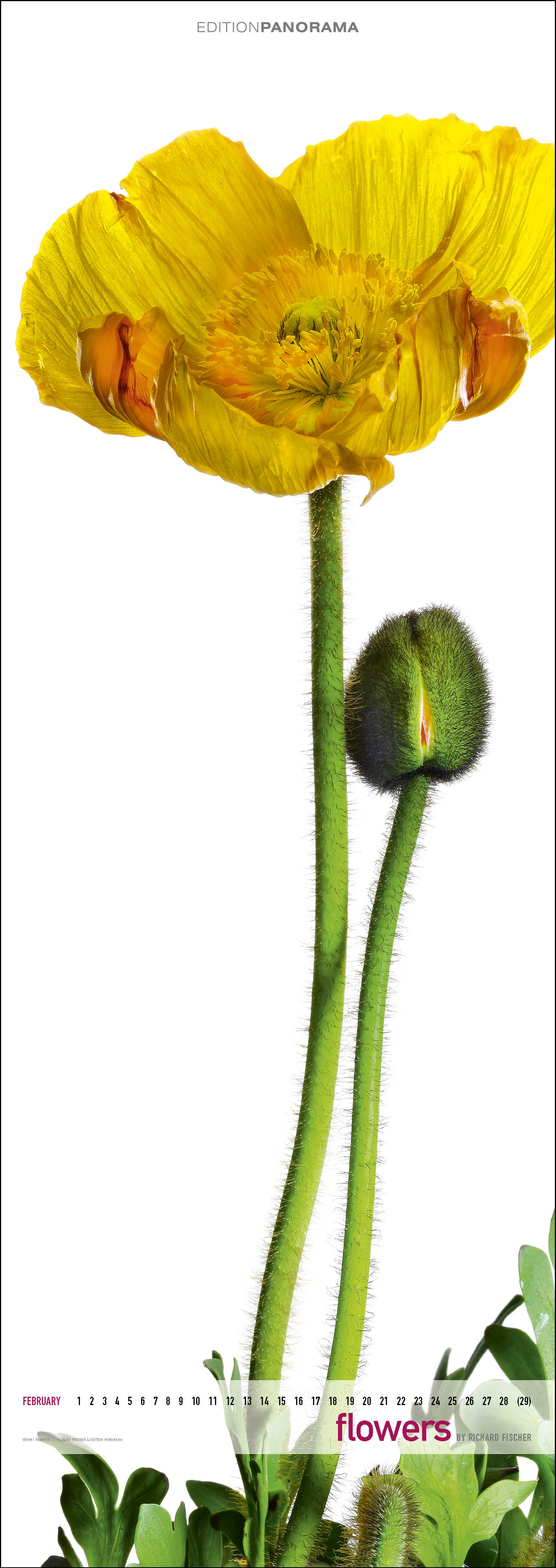 Flowers_Kalender_Richarf_Fischer_3.jpg Fischer Kalendar