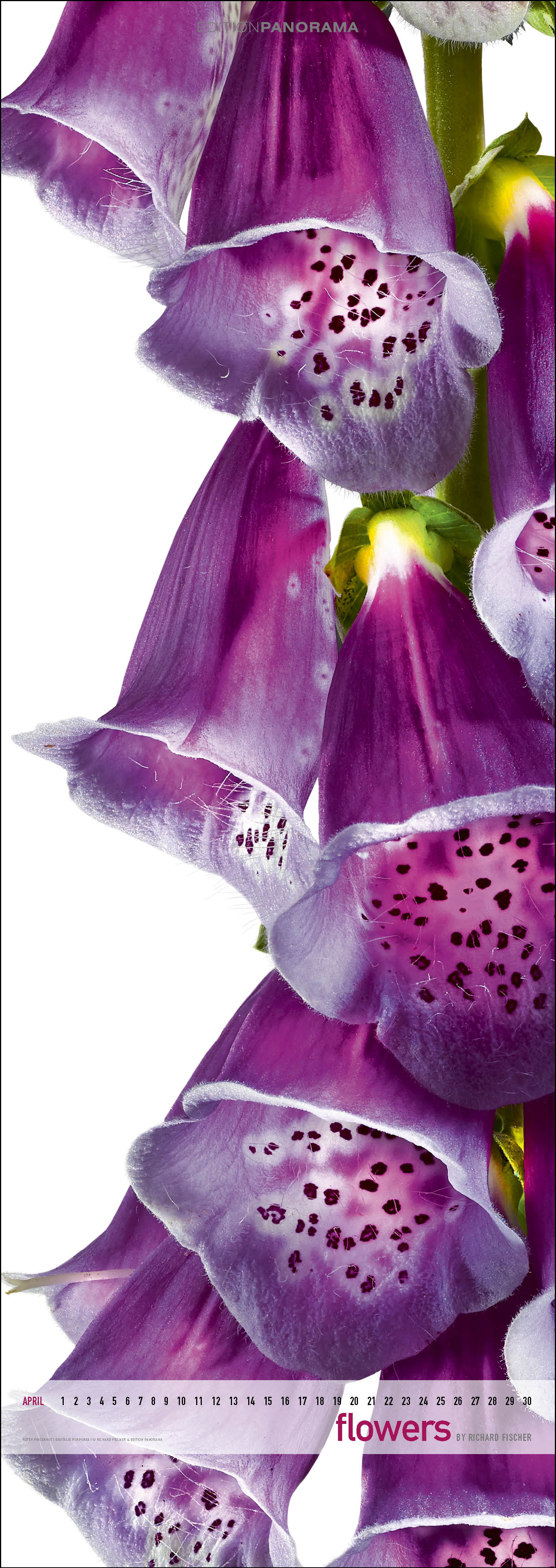Flowers_Kalender_Richarf_Fischer_5.jpg Fischer Kalendar