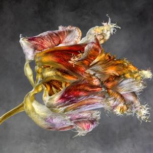 Iris Germanica L Iridaceae