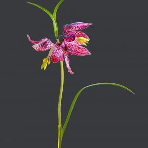 Blumen Fritillaria Meleagris