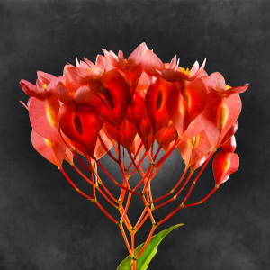 Begonia Coccinea 01 C