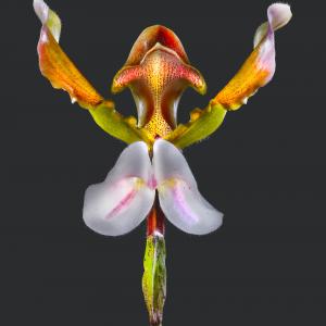 Paphiopedilum lathamianum | Orchidacea | 03 Myanmar