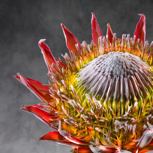 Protea Cynaroides 01