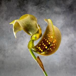 Bulbophyllum Grandiflorum Orchidaceae A