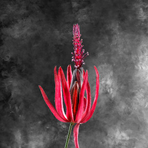 Pavonia Multiflora 02 A