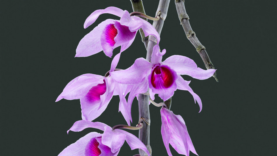 Dendrobium Anosmum