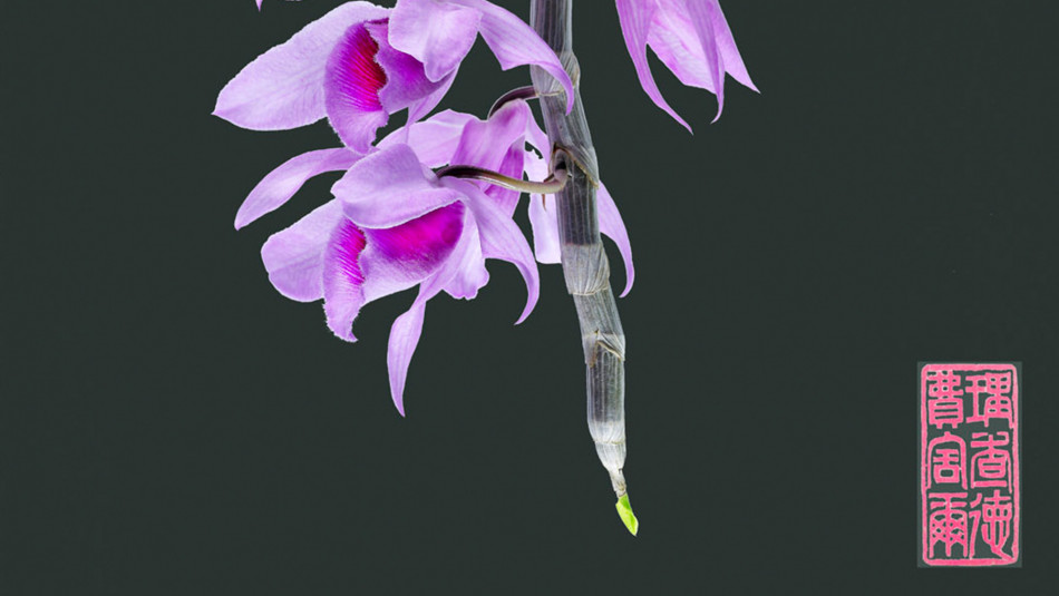 Dendrobium Anosmum