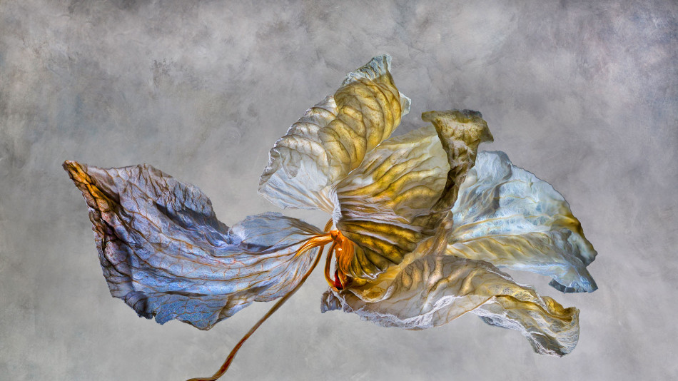 DyingDivas Rosemary Wolken