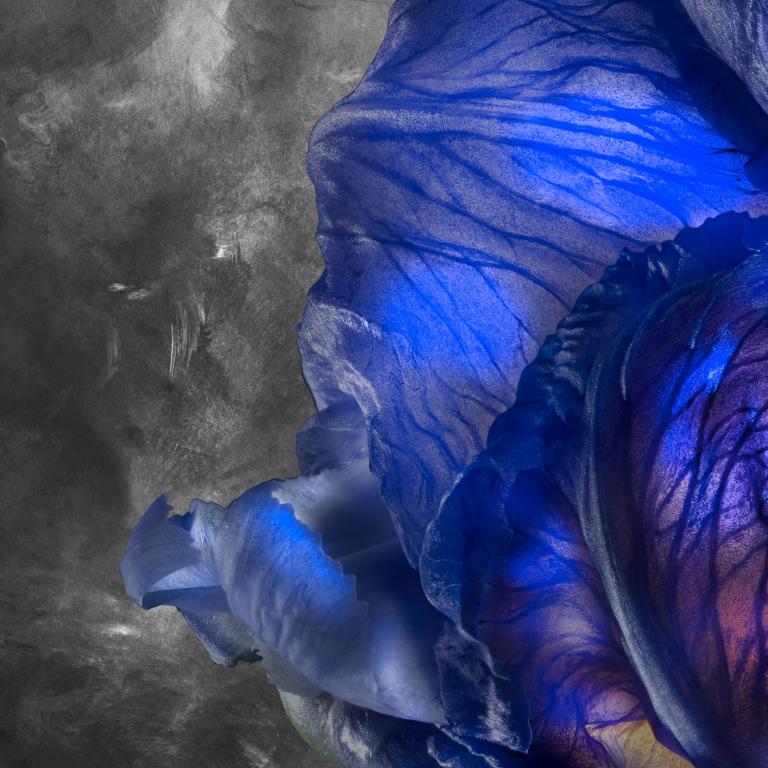 Iris Pallida Lam Iridaceae U