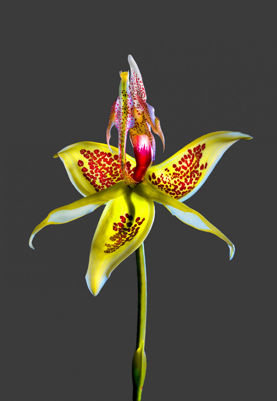 Embreea Rodigasiana Richard Fischer