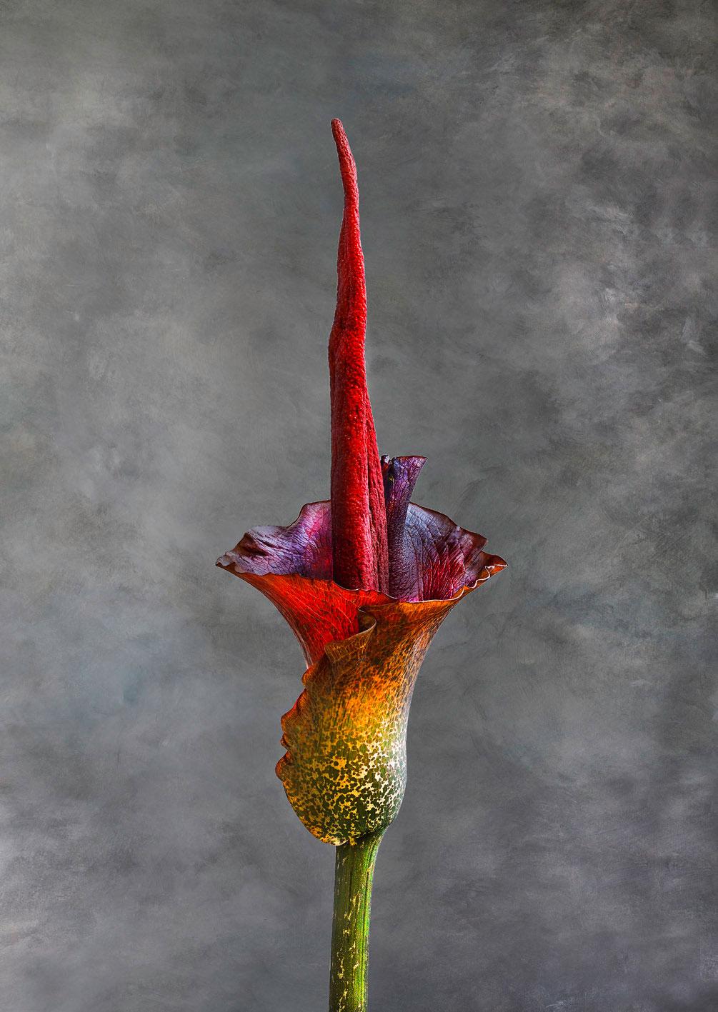 Amorphophallus Riviera