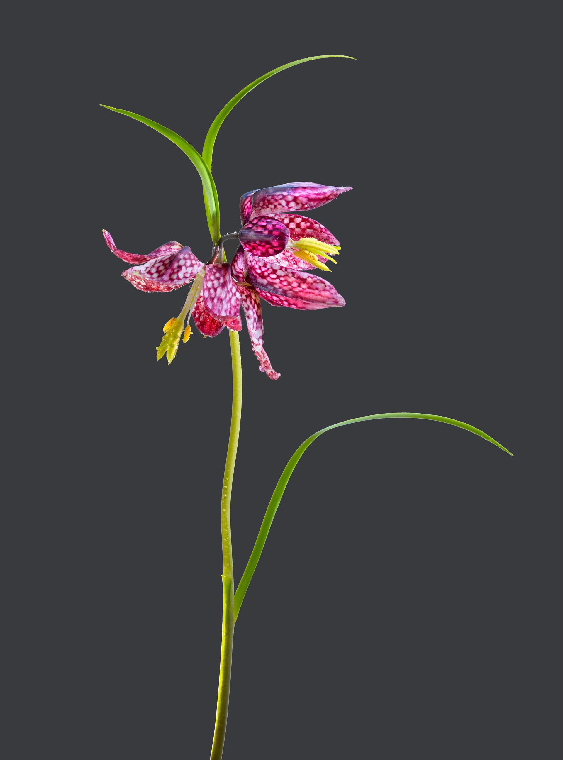 Blumen Fritillaria Meleagris