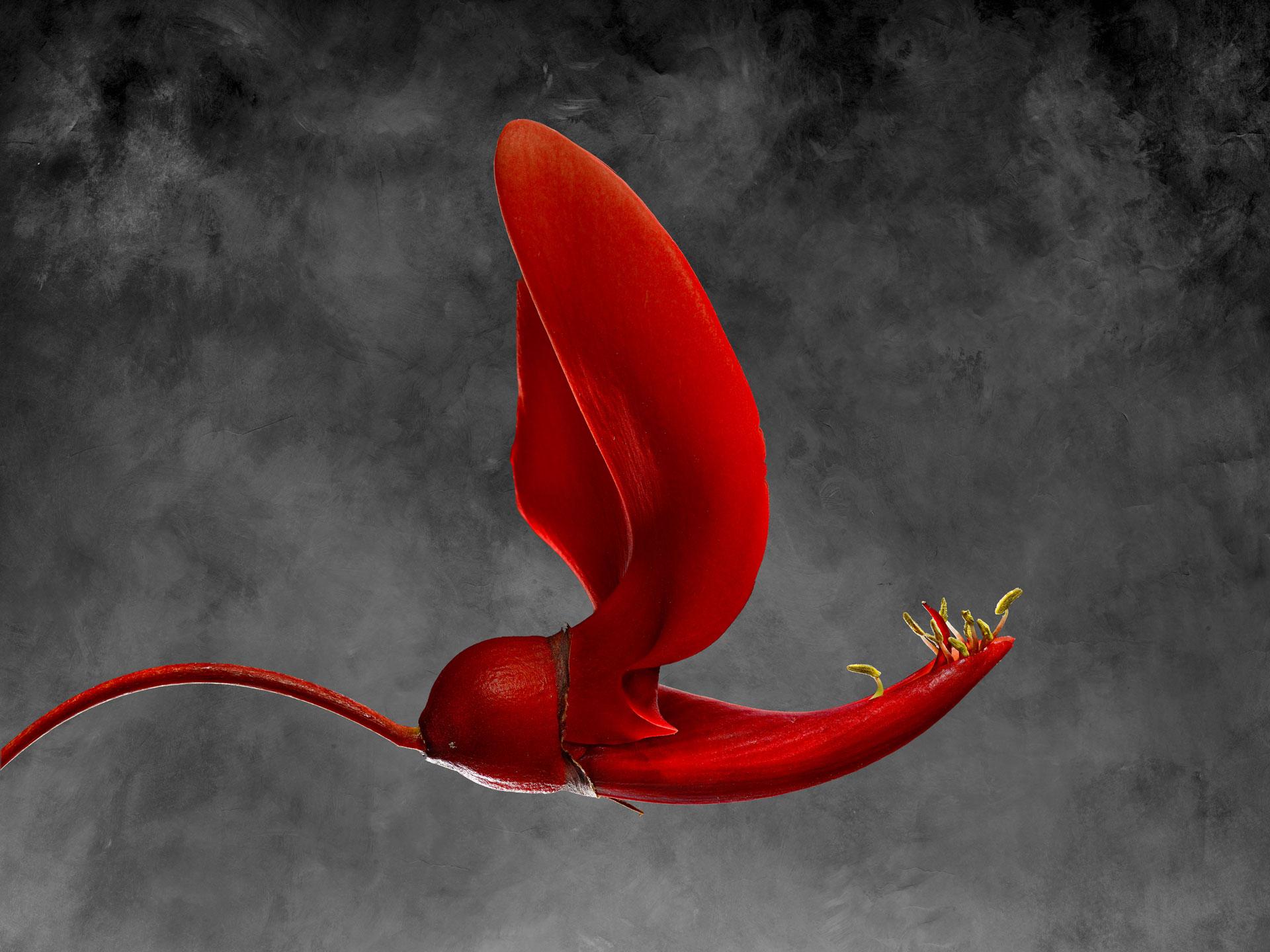 Erythrina Cristagalli