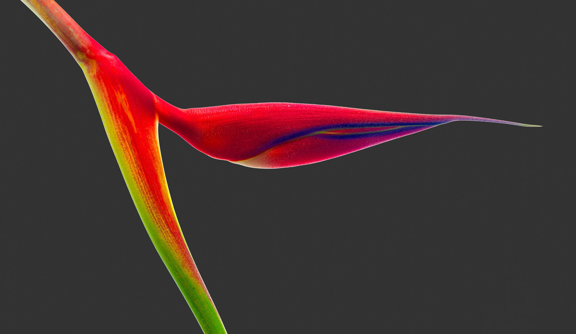 Heliconia Orthotricha