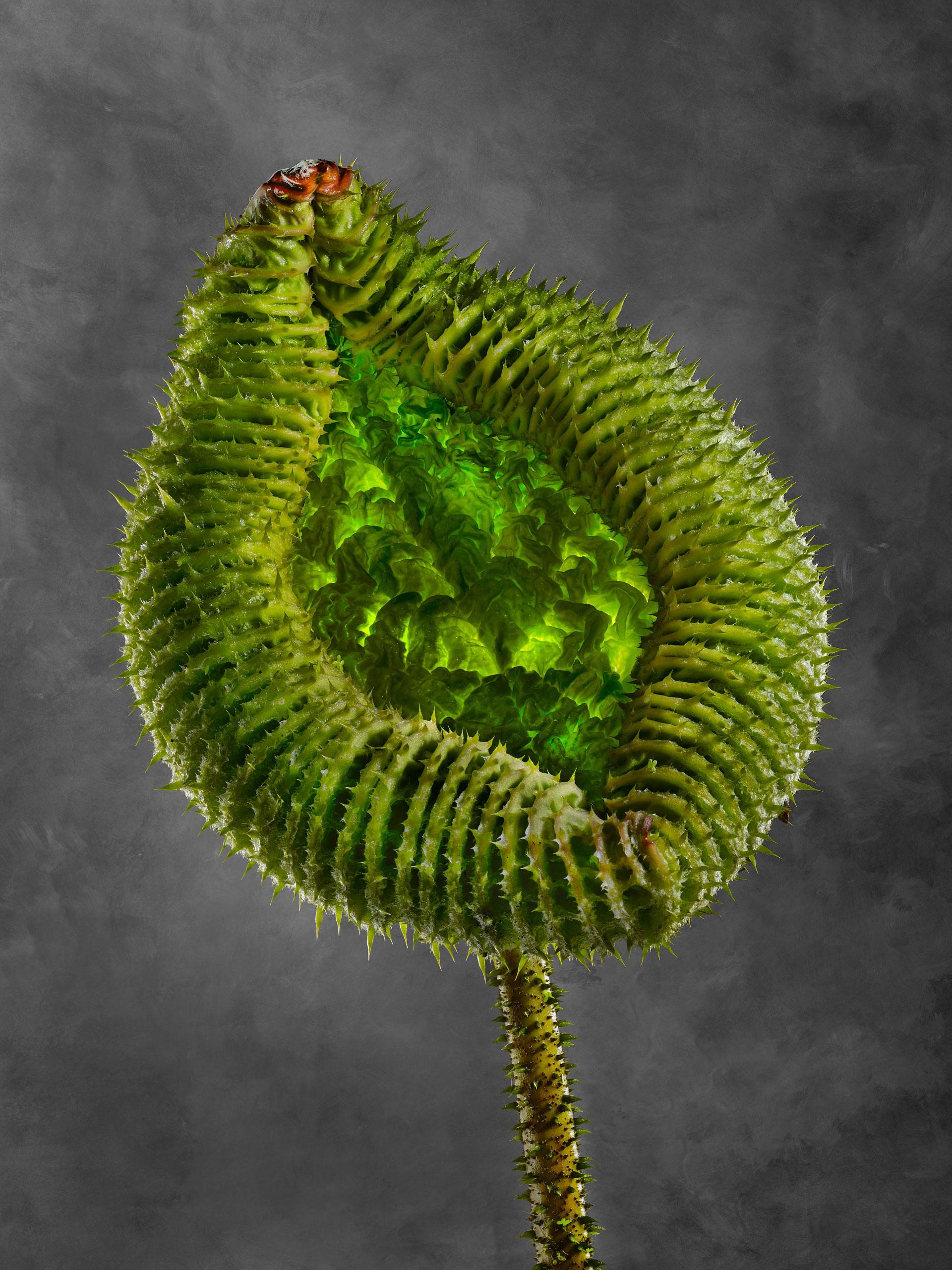 Victoria Cruziana 01B