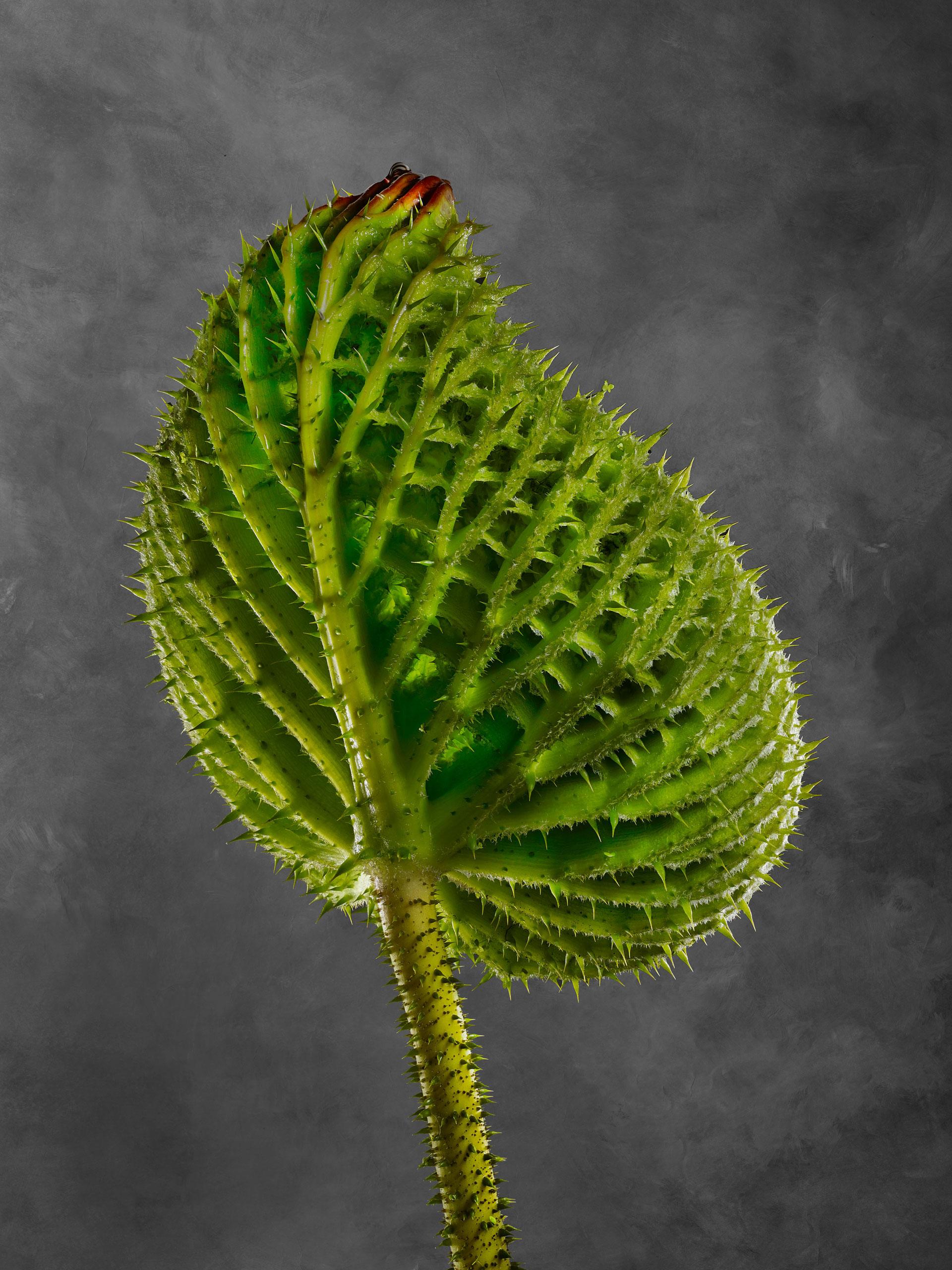 Victoria Cruziana 02B