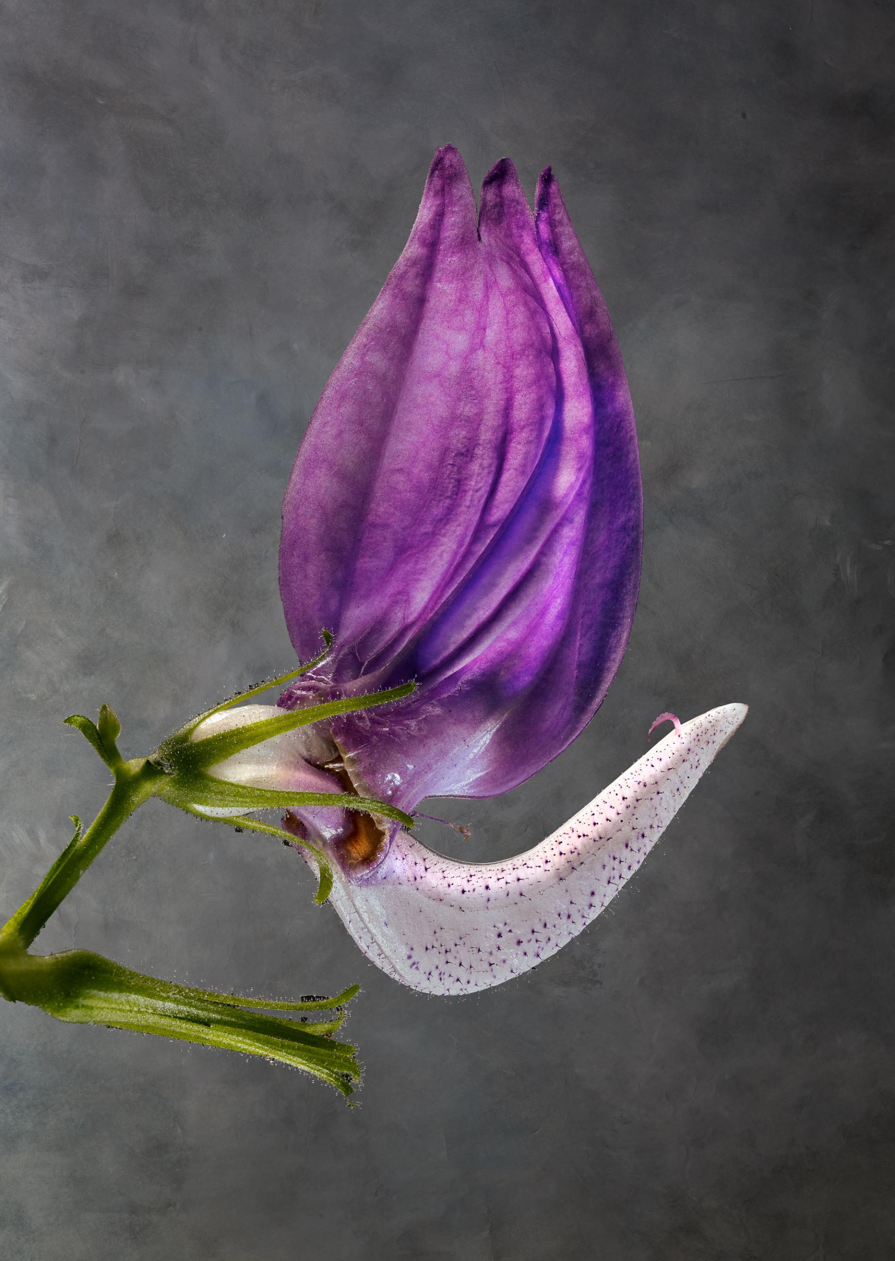 Brillantaisia Owariensis