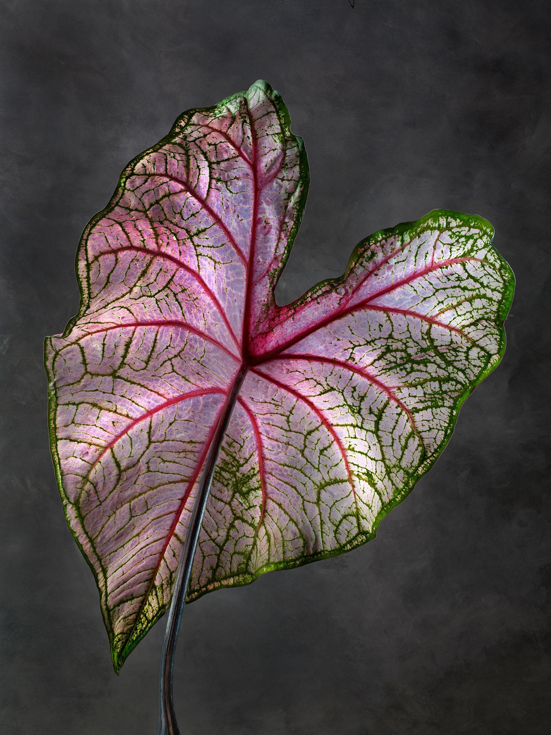 Caladium Fannie Munson 01 B