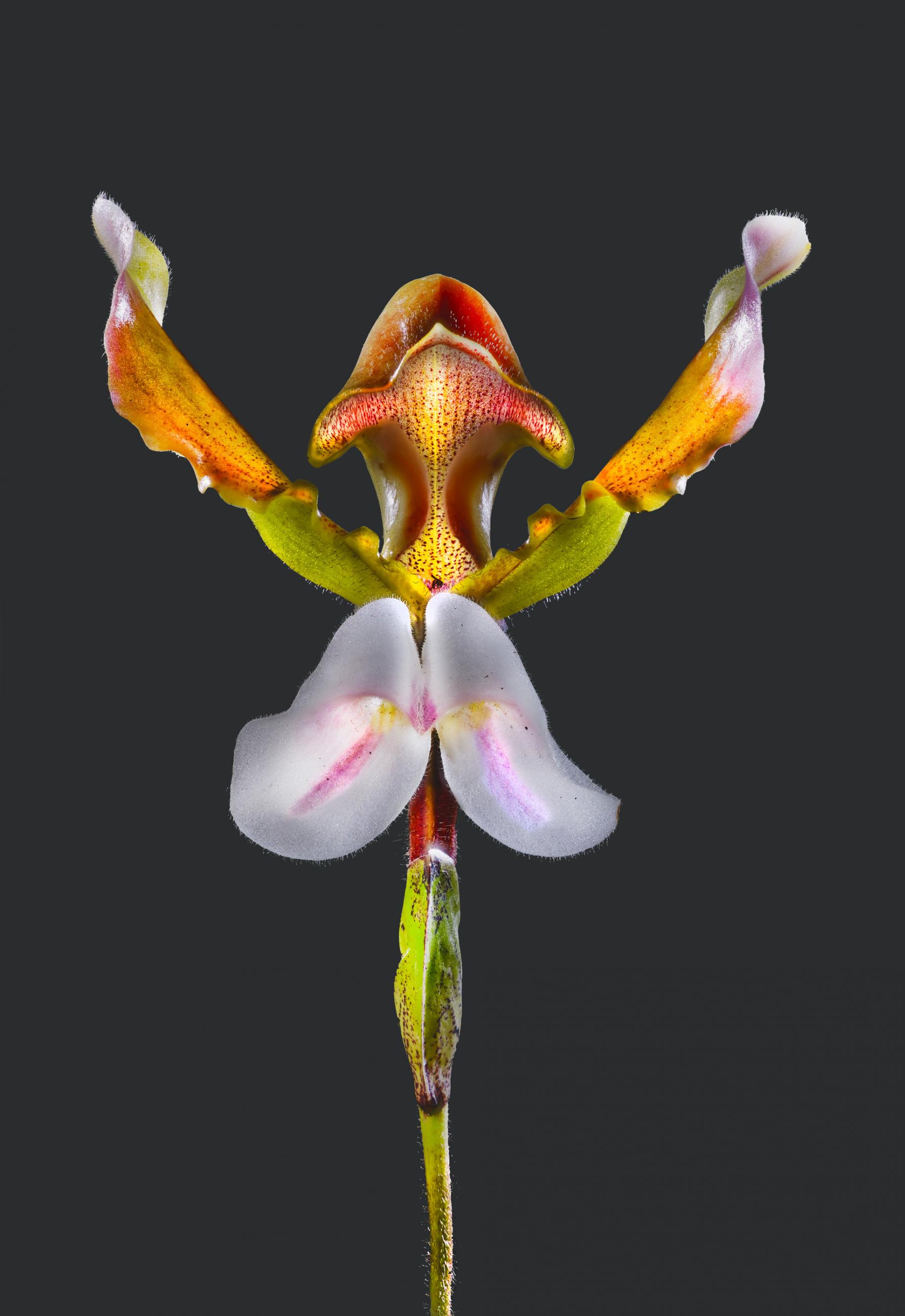 Paphiopedilum lathamianum | Orchidacea | 03 Myanmar