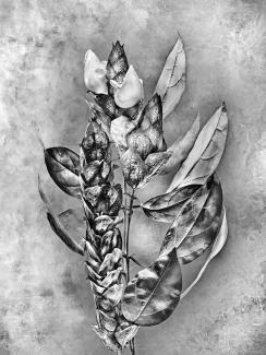 Gmelina philippensis Verbenaceae 94137245 	