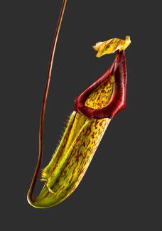 Nepenthes Mixta 01 A