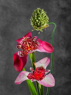 Tigridia pavonia & Allium obliquum