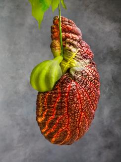 Aristolochia Gigantea 01