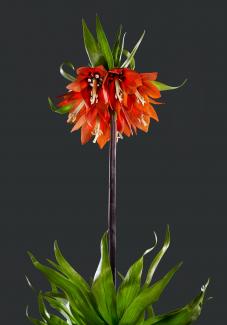 Fritillaria Imperialis